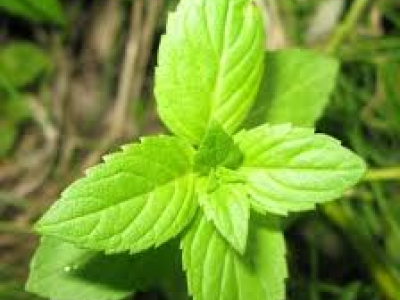 Cornmint oil