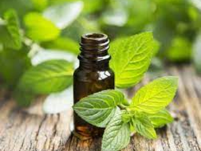 The Story of Cornmint Oil