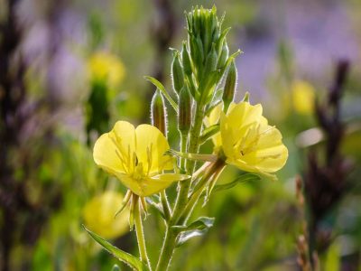 The Mysterious Curative Effects of Evening Primrose Oil